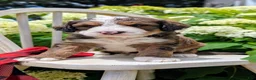 Bernedoodle dogs for sale: MOOSE - Ad 4