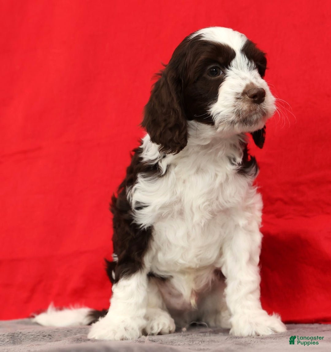 Cavapoo dogs for sale: Seth - Ad 5