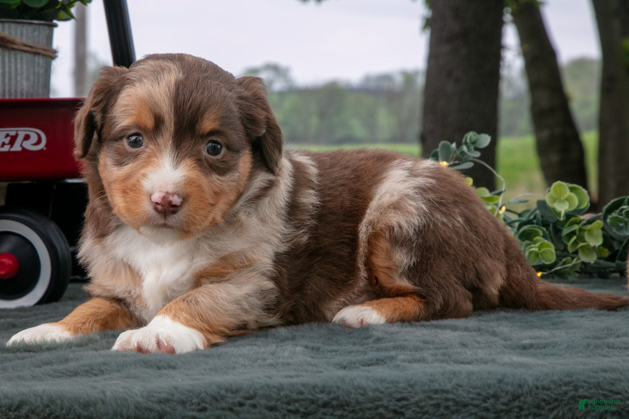Miniature Australian Shepherd dogs Comet - Ad 2