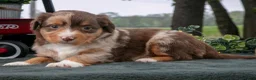 Miniature Australian Shepherd dogs for sale: Comet - Ad 2