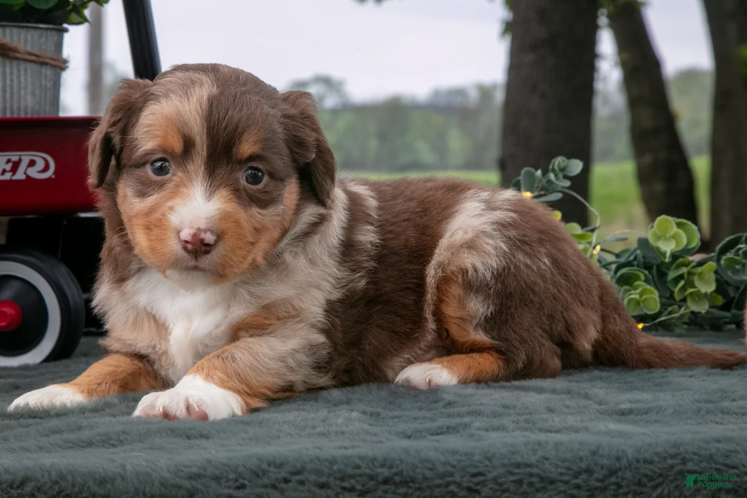 Miniature Australian Shepherd dogs for sale: Comet - Ad 2