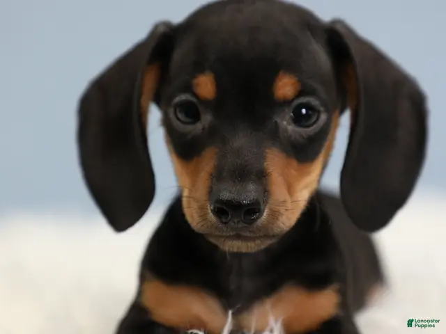 Miniature Dachshund dogs for sale: Everett 🏀 - Ad 1