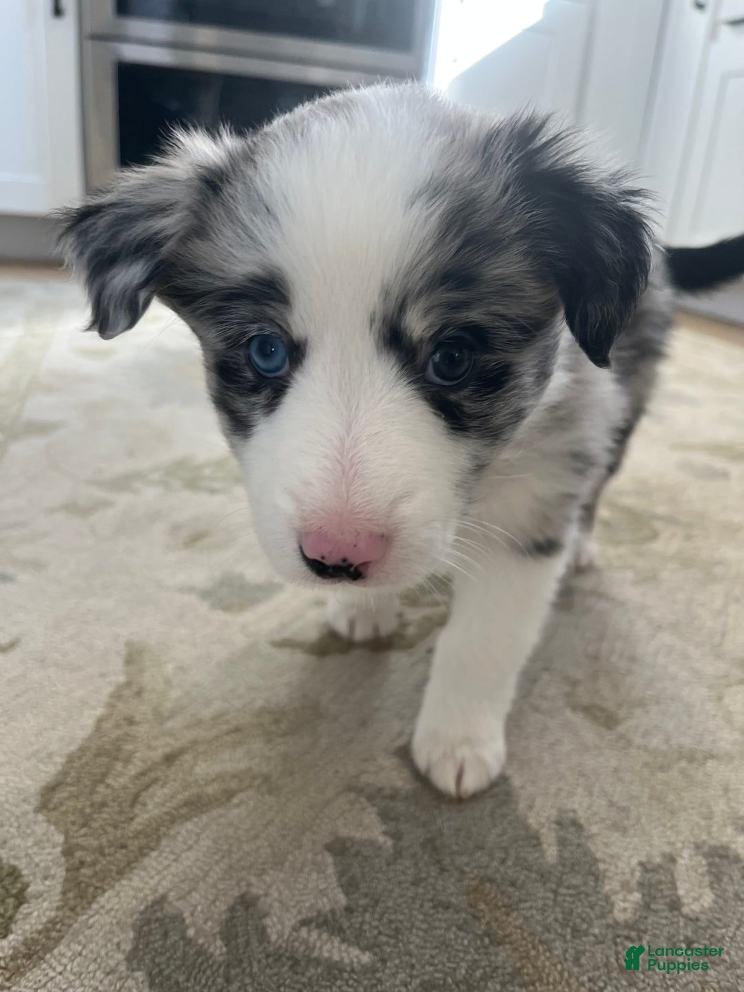 Mixed Breed dogs for sale: Wendy - Ad 2