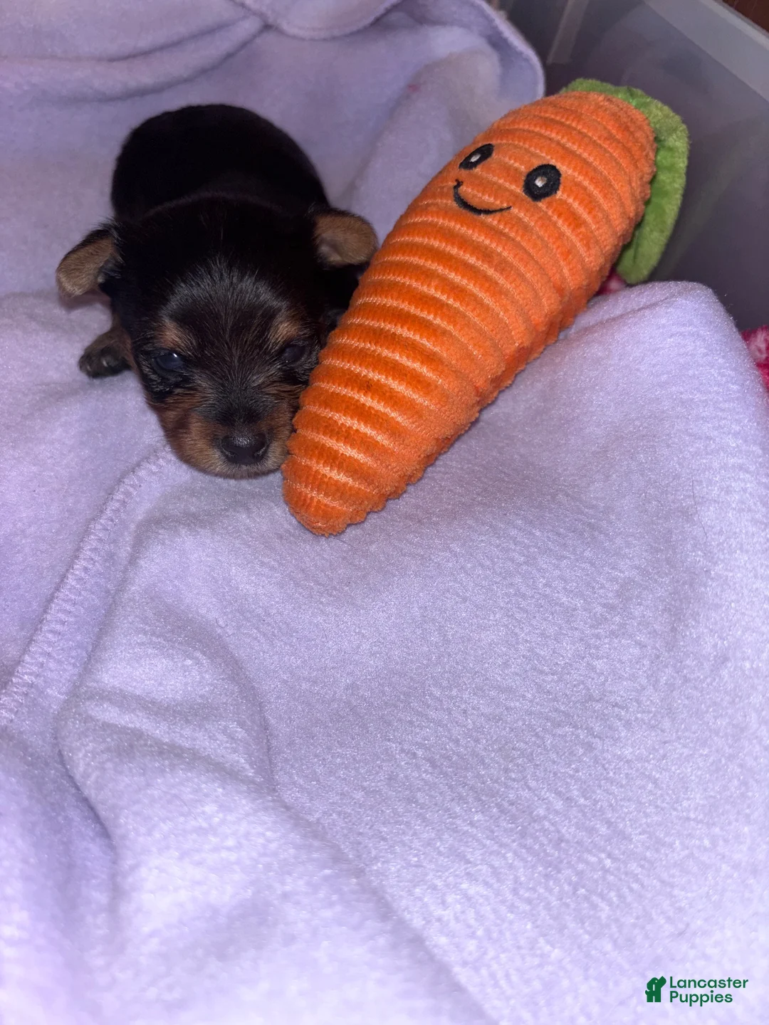 Yorkshire Terrier dogs for sale: Tiny Yorkie male - Ad 2