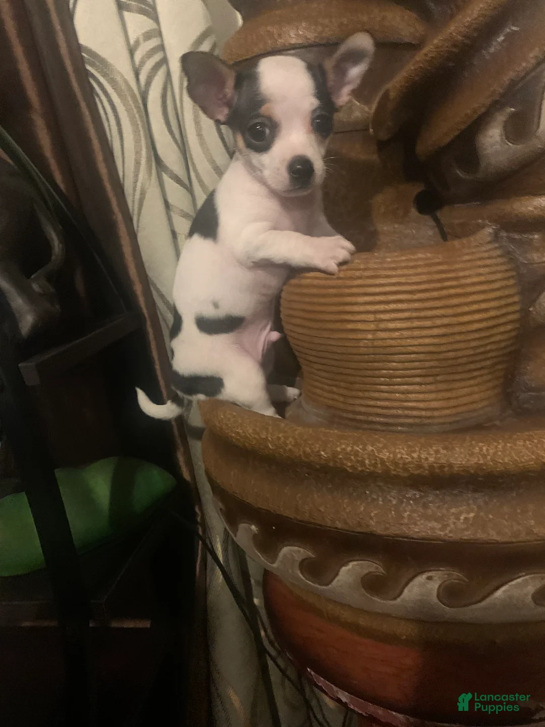 Chihuahua dogs for sale: Pinto - Ad 3