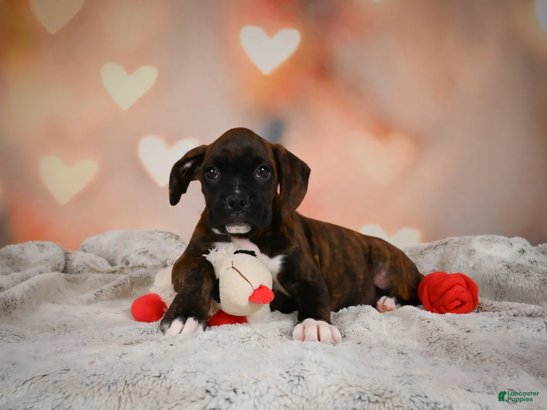 Boxer dogs for sale: Lilly - Ad 1