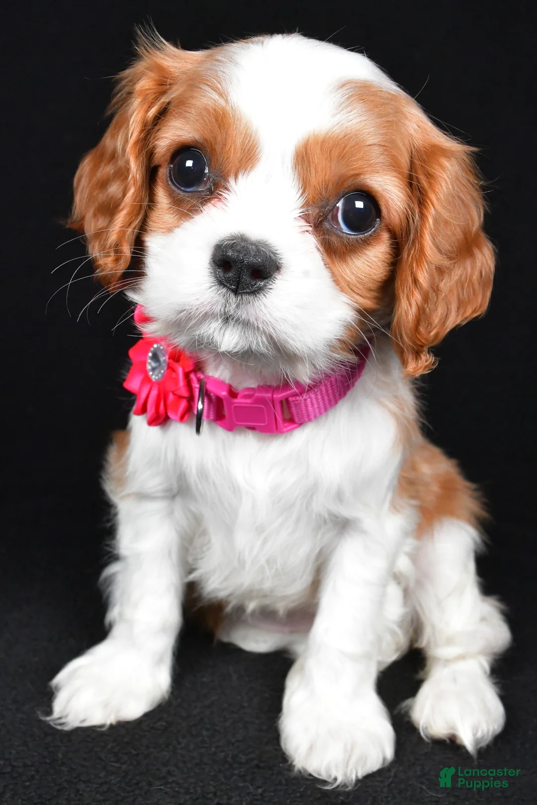 Cavalier King Charles Spaniel dogs for sale: Rose - Ad 7