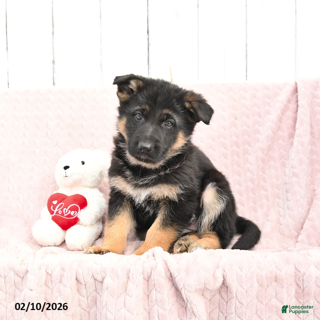 German Shepherd dogs for sale: Sadie - Ad 1