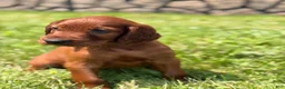Irish Setter dogs for sale: Dark green collar  - Ad 3