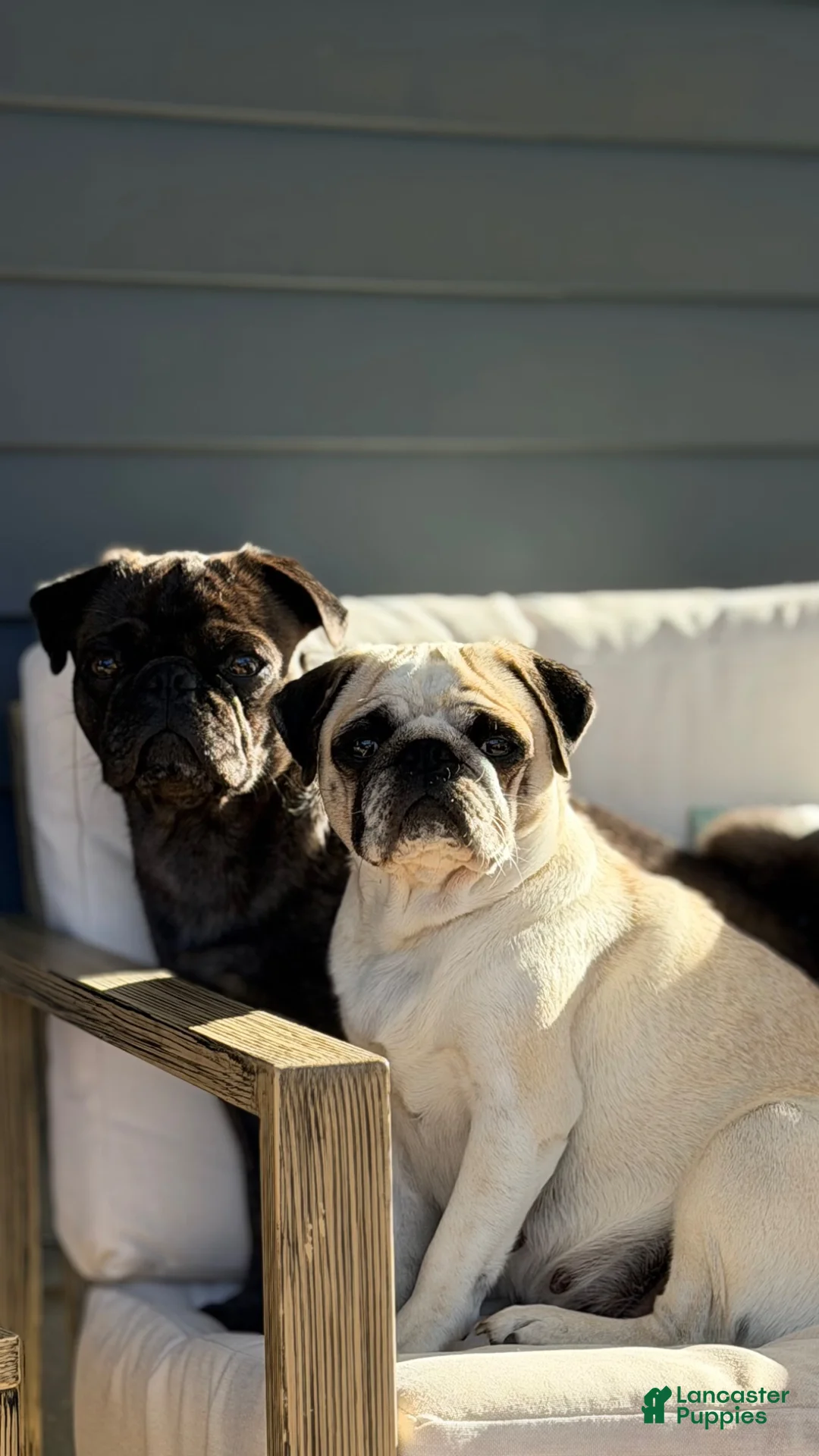 Pug dogs for sale: cookie dough - Ad 5