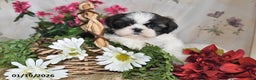 Shih Tzu dogs for sale: Ashley - Ad 4