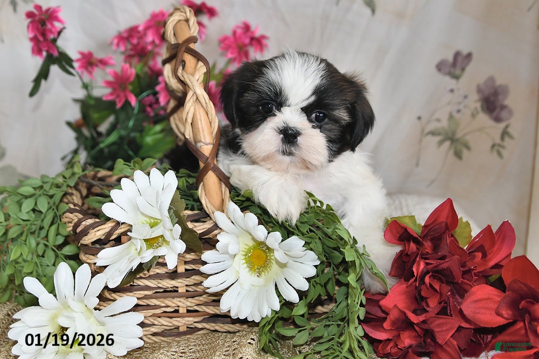 Shih Tzu dogs for sale: Ashley - Ad 4