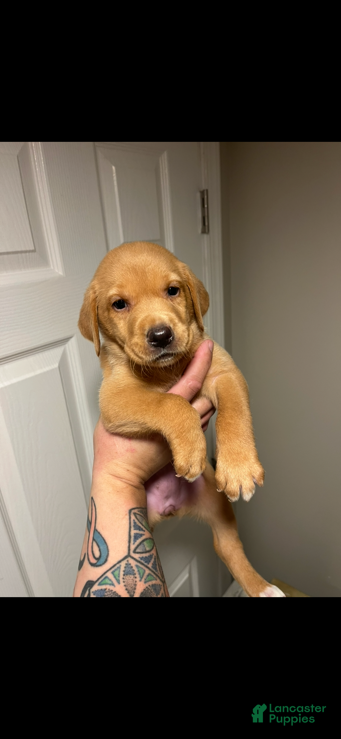 Labrador Retriever dogs Rola - Ad 24