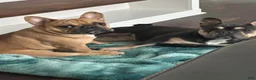 French Bulldog dogs for stud: Bentley - Ad 3
