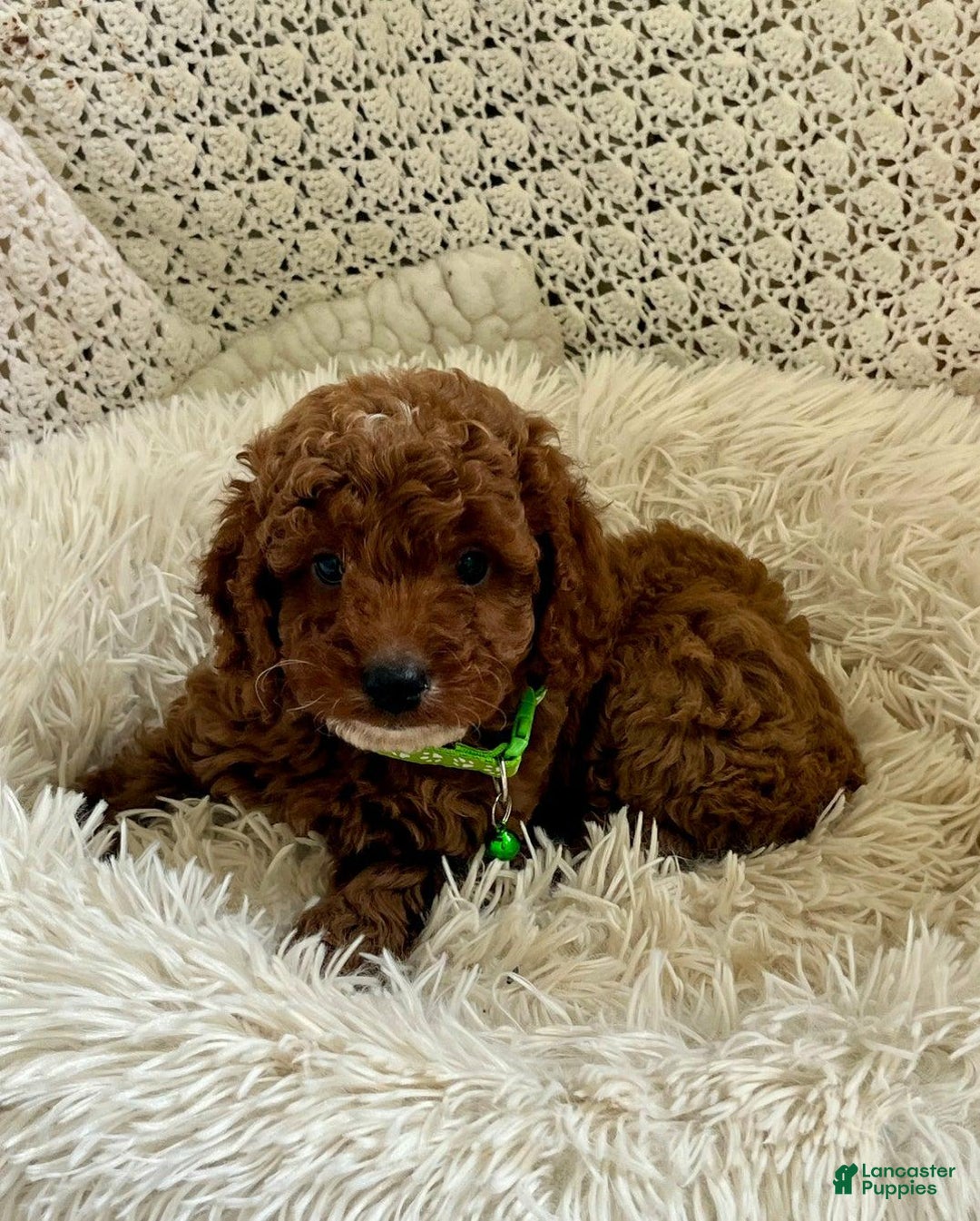 Cavapoo dogs for sale: Molly - Ad 8