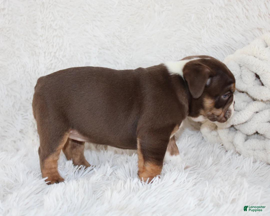 English Bulldog dogs for sale: AKC Olive  - Ad 8
