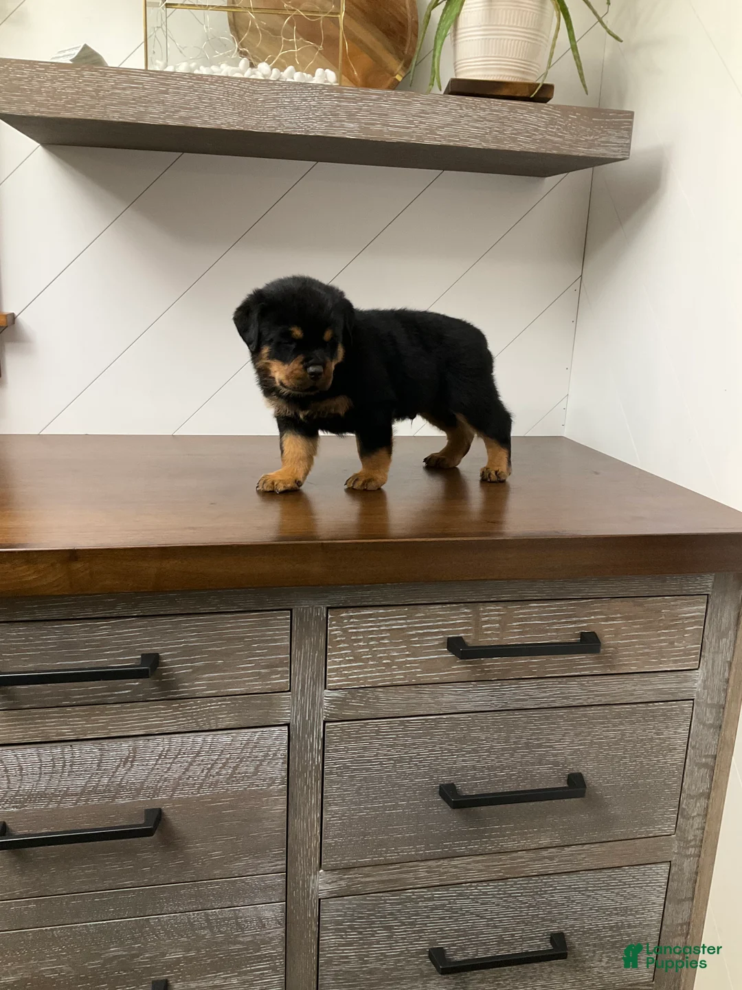 Rottweiler dogs for sale: Rottweiler Puppy 3 - Ad 2