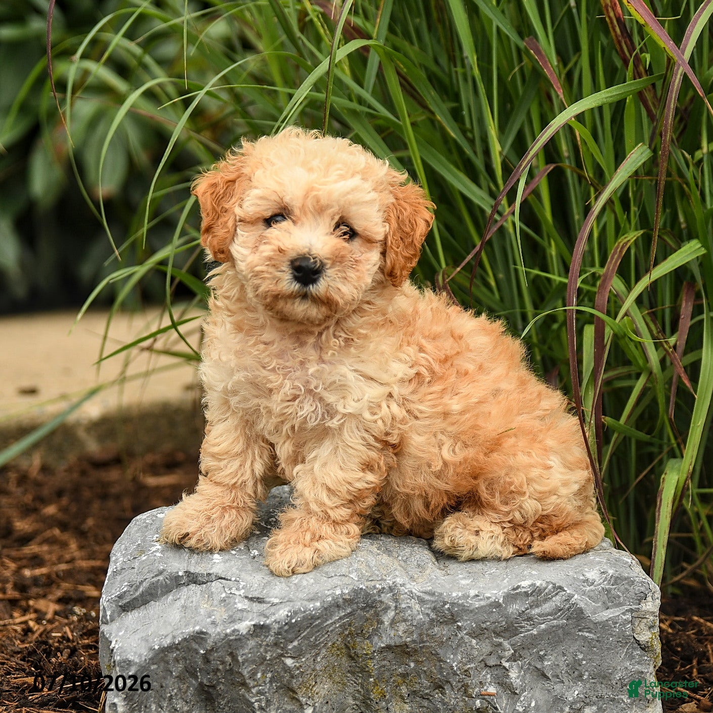 Bichpoo dogs for sale: Tony - Ad 1