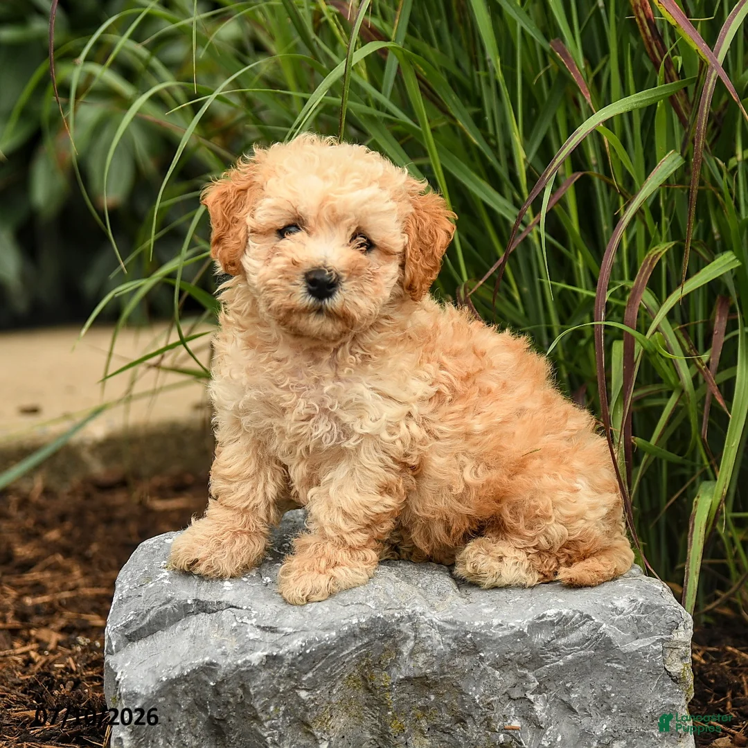 Bichpoo dogs for sale: Tony - Ad 1