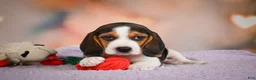Beagle dogs for sale: OAKLY - Ad 9