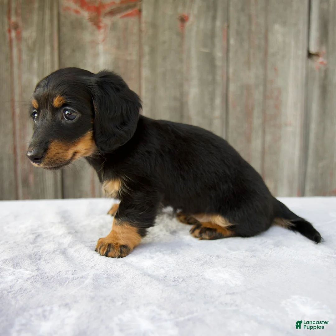 Miniature Dachshund dogs for sale: Mira - Ad 2