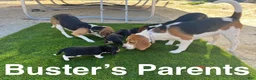 Beagle dogs for sale: Beagle Puppy 6 - Ad 4