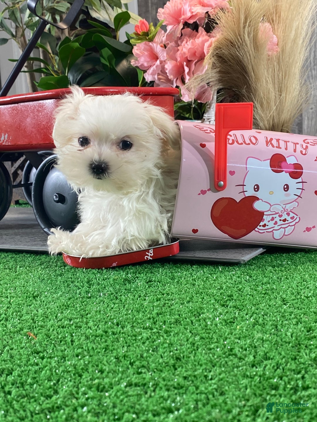 Maltese dogs for sale: Teacup Mikaylee - Ad 3