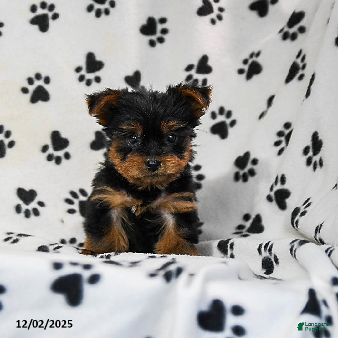 Yorkshire Terrier dogs for sale: Quest - Ad 3