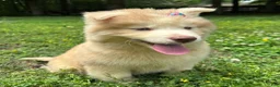 Siberian Husky dogs for sale: RAYA - Ad 7