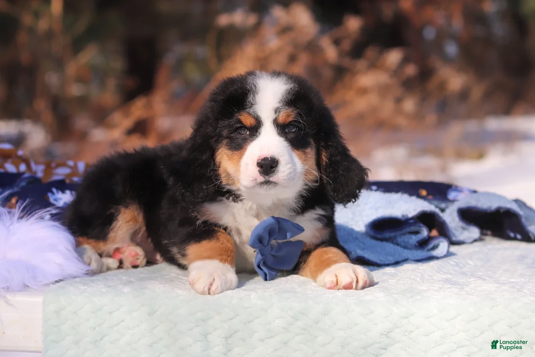 Mini Bernedoodle dogs for sale: Brody - Ad 3