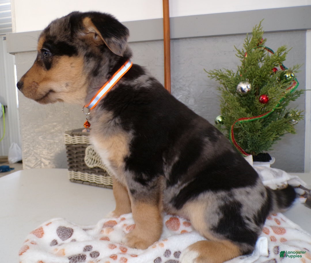 Mixed Breed dogs for sale: Mixed Breed Puppy 4 Roddy - Ad 2