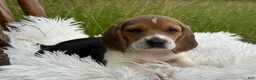 Beagle dogs for sale: Aspen - Ad 3