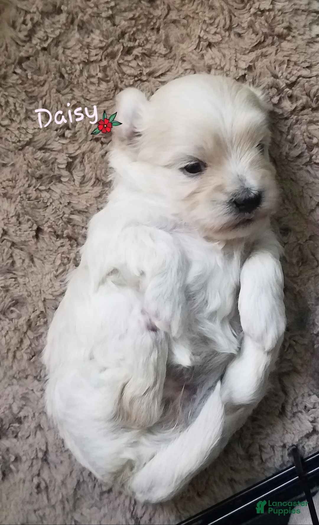 Maltipoo dogs for sale: Daisy - Ad 15
