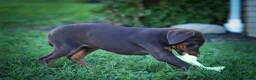 Doberman Pinscher dogs for sale: PENNY - Ad 13