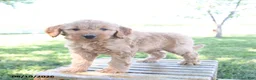 Mini Goldendoodle dogs for sale: Luke - Ad 3