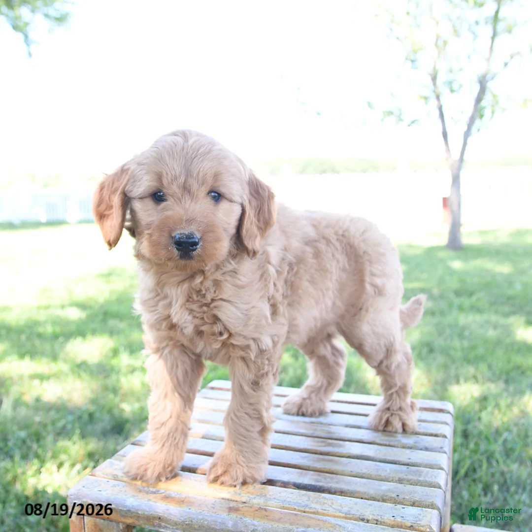 Mini Goldendoodle dogs for sale: Luke - Ad 3