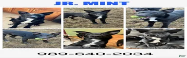 Jr. Mint 