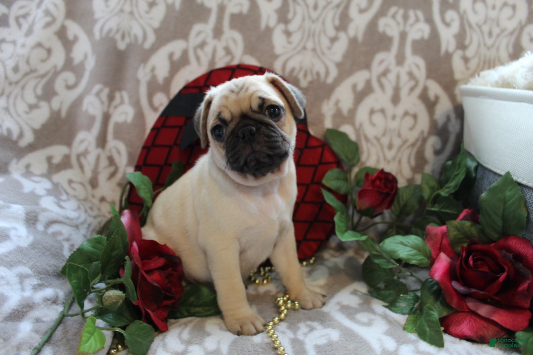 Pug dogs for sale: Casey - Ad 8