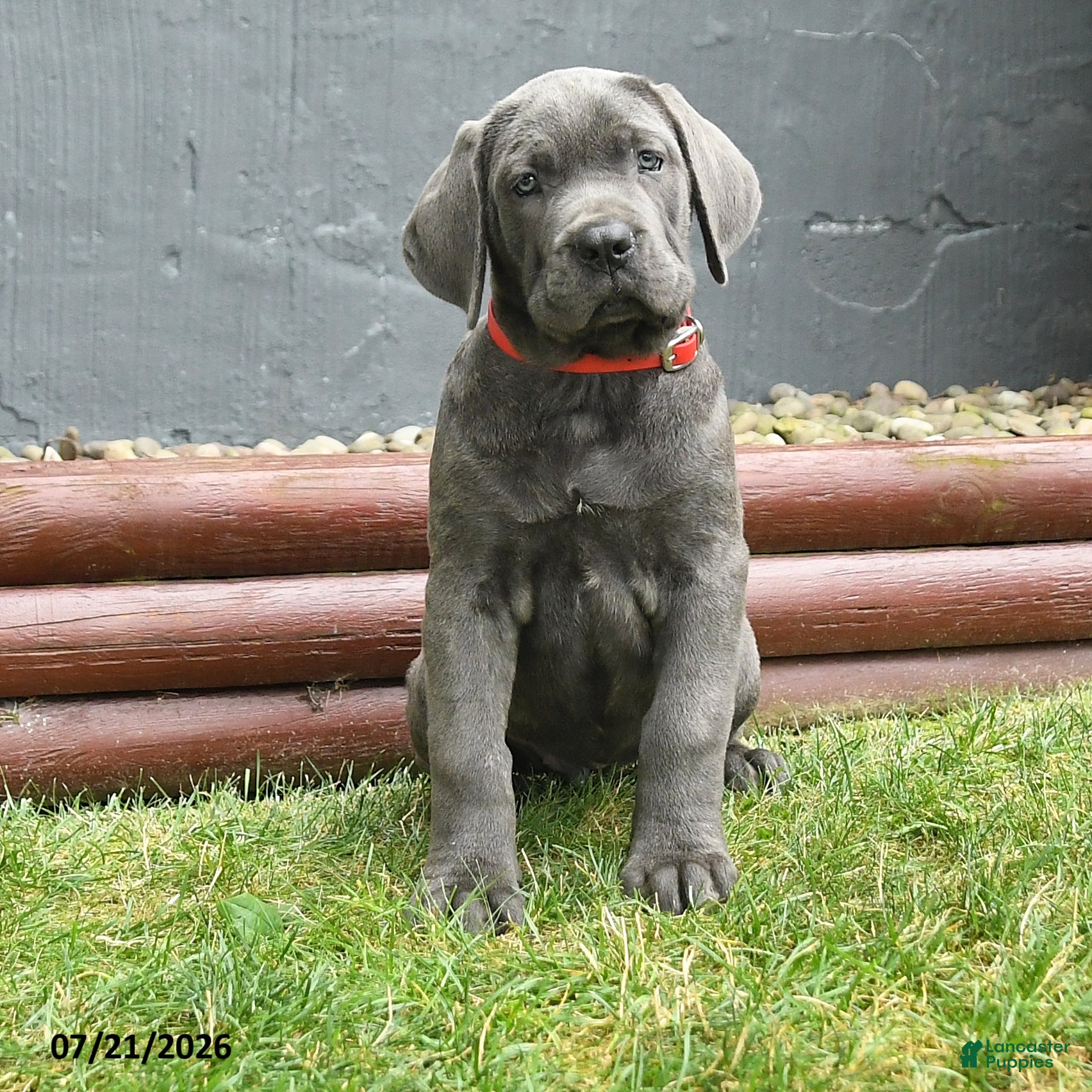 Cane Corso dogs Redwing - Ad 1