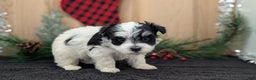 Havanese dogs for sale: Ziggy  - Ad 5