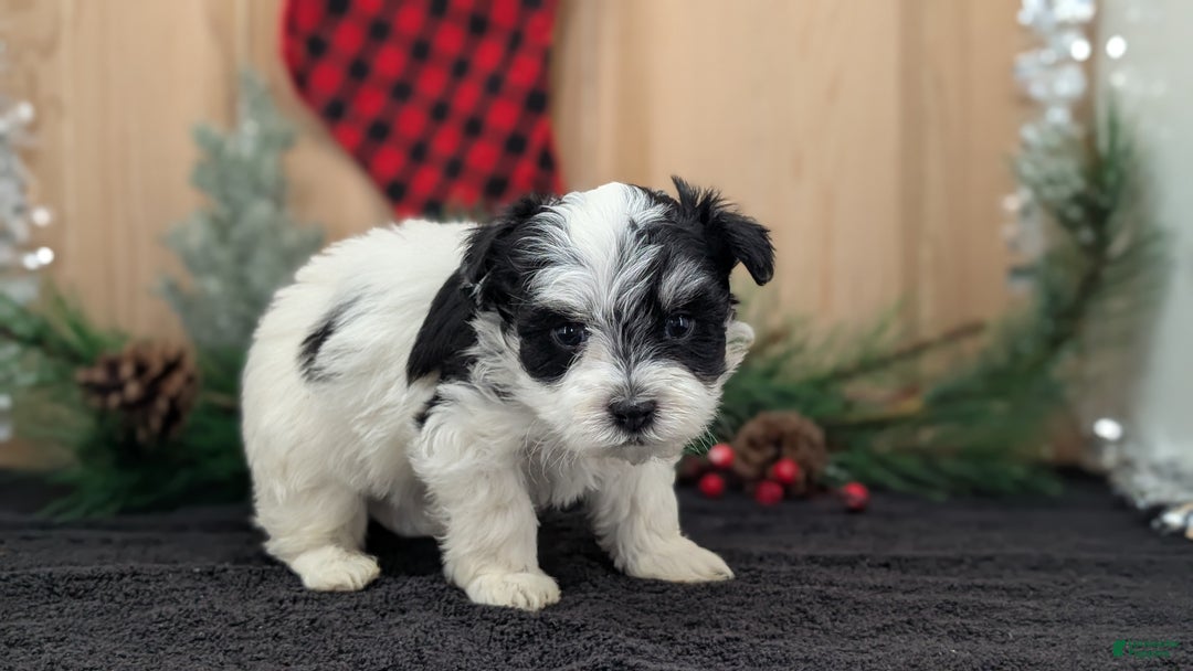 Havanese dogs for sale: Ziggy  - Ad 5
