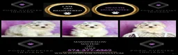 Maltese dogs for sale: Marshmellow AKC - Ad 7