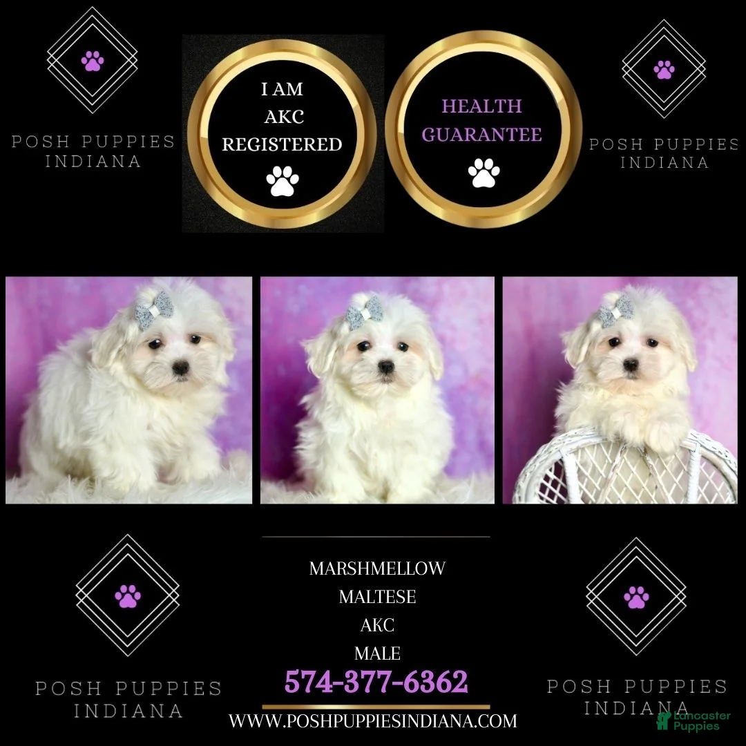 Maltese dogs for sale: Marshmellow AKC - Ad 7