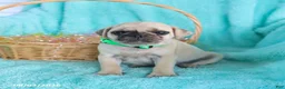 Pug dogs for sale: Button - Ad 5