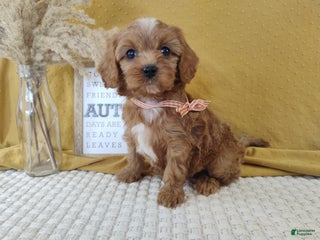 Cavapoo dogs - Ad 23