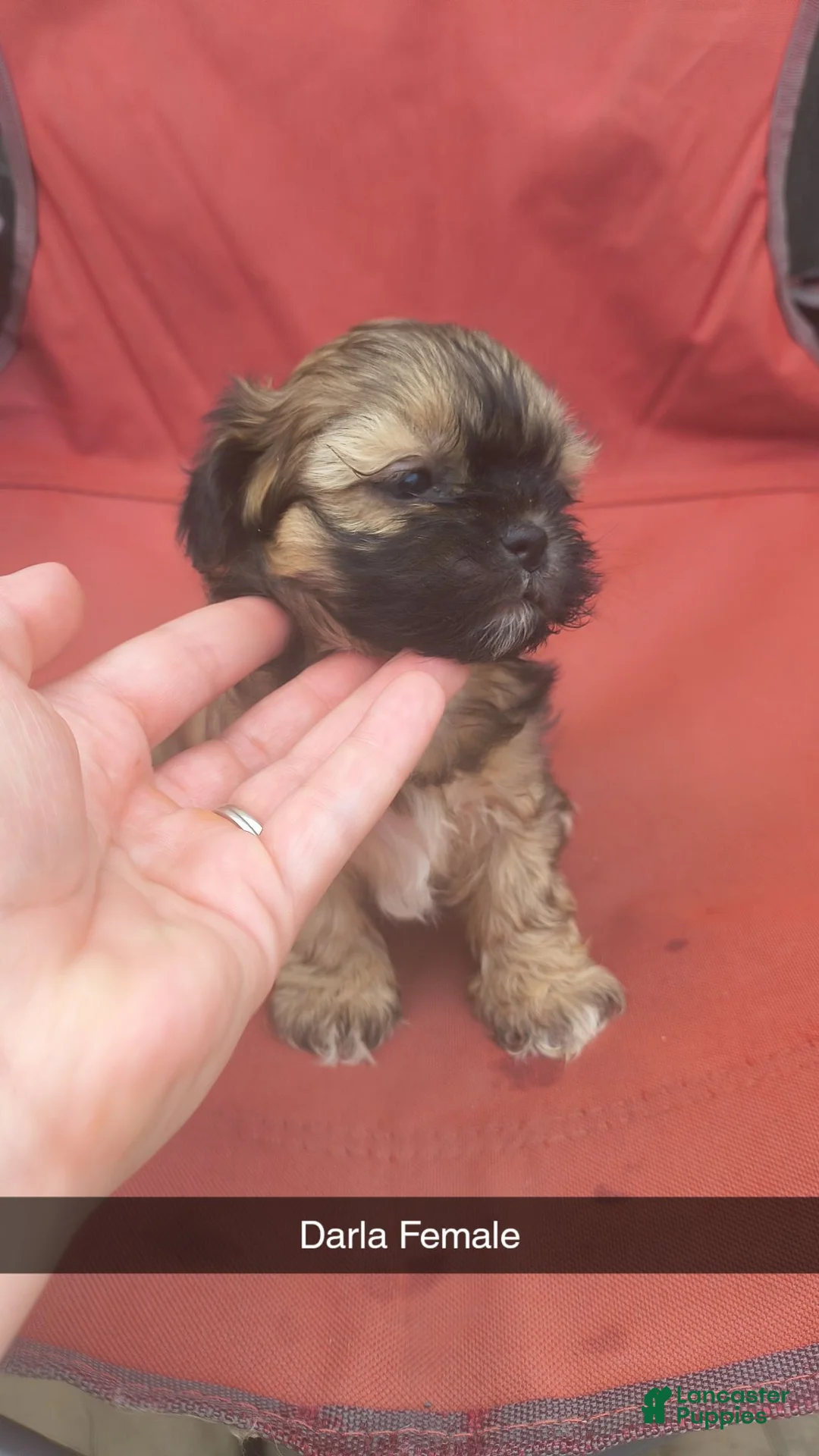 Shorkie dogs for sale: Darla - Ad 1