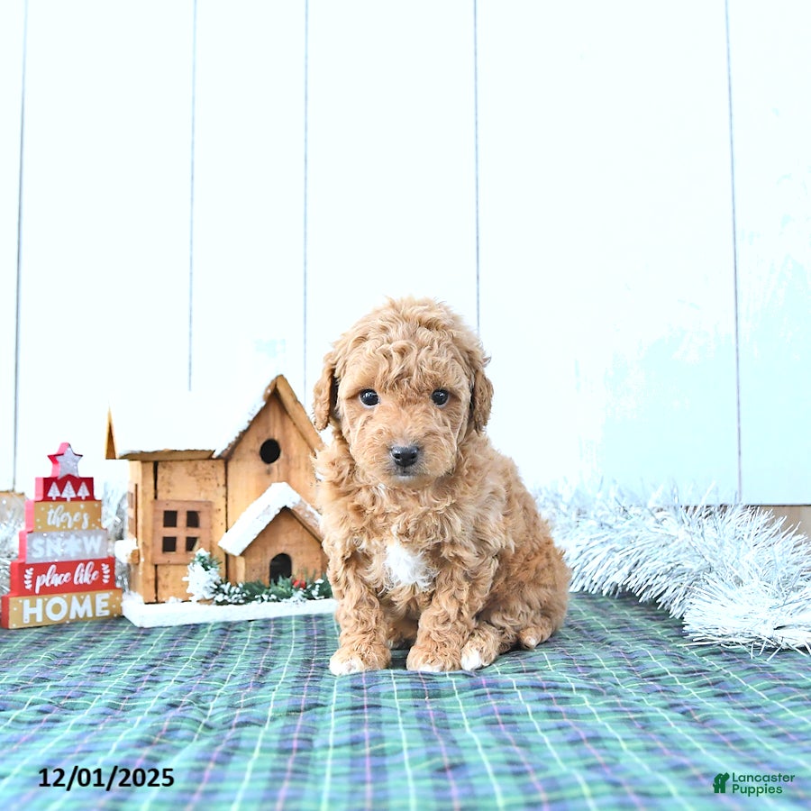 Mini Goldendoodle dogs Nick  - Ad 41