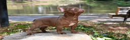 French Bulldog dogs for sale: Golden kid - Ad 3