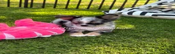 Chihuahua dogs for sale: Twilight Sparkle - Ad 3
