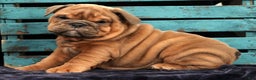 English Bulldog dogs for sale: Scarlett - Ad 1